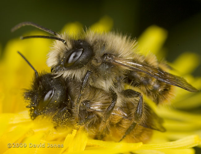 Mating pair of Osmia rufa on Dandelion flower - 1