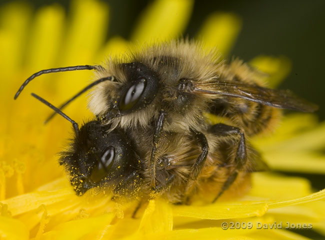 Mating pair of Osmia rufa on Dandelion flower - 2