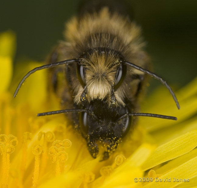 Mating pair of Osmia rufa on Dandelion flower - 3