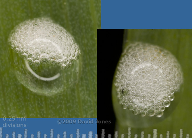 Puzzling bubbles on Flag Iris leaf