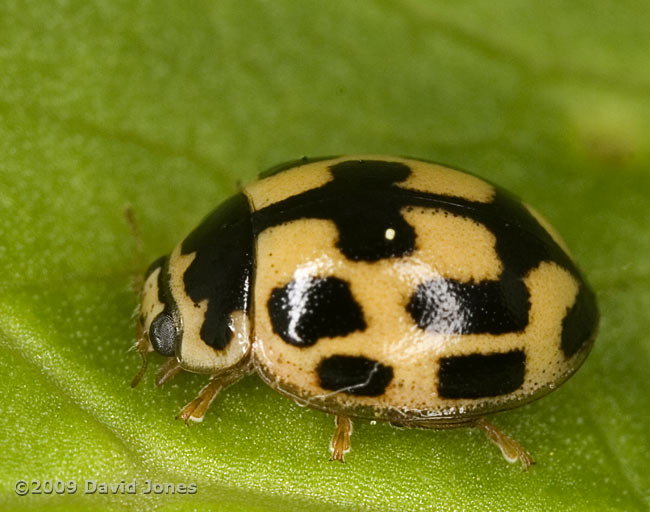 Propylea 14-punctata on a Marsh Marigold leaf