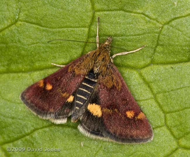 Pyrausta aurata on a Marsh Marigold leaf