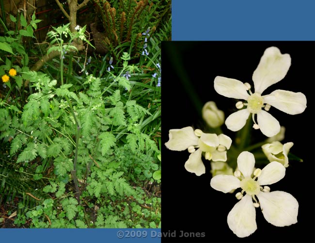 Hedge Parsley (Torilis japonica)