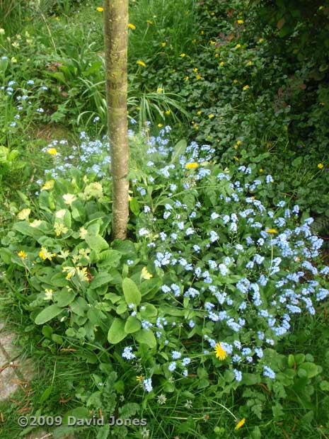 Forget-me-nots and Cowslips around the Rowan