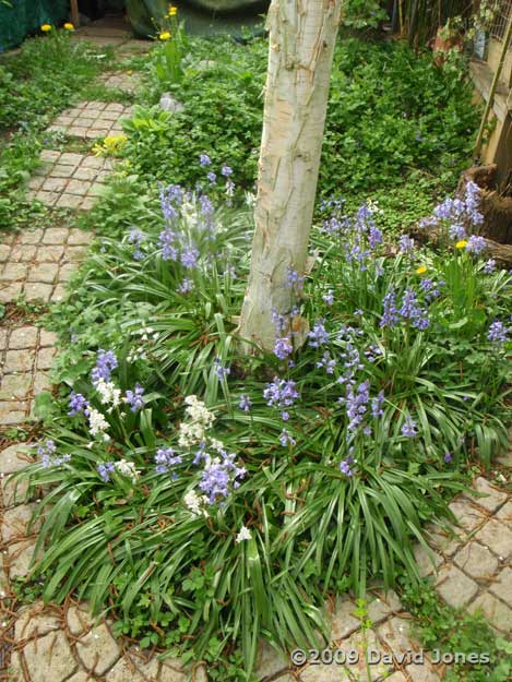 Bluebells around the Birch tree