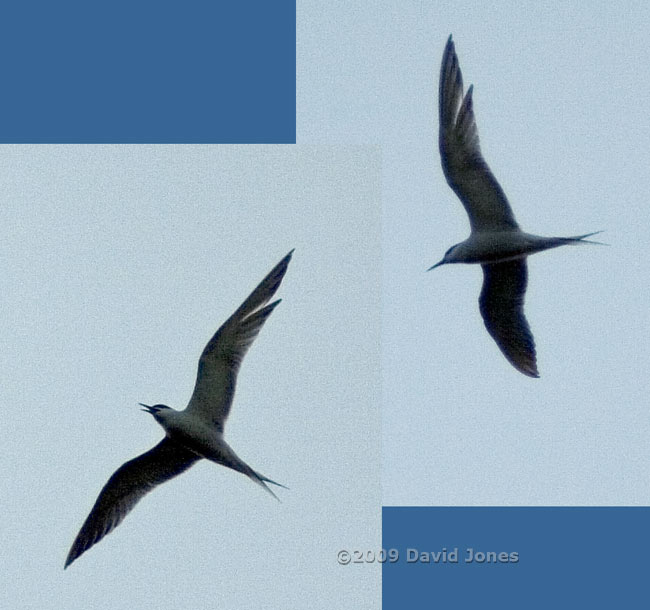 Common Terns fly past in the evening