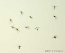 Gnats swarm over the garden
