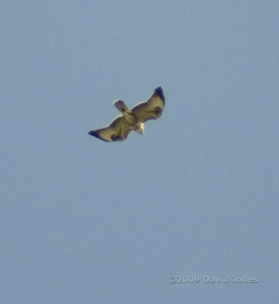 A Buzzard (pale form) flies high over us