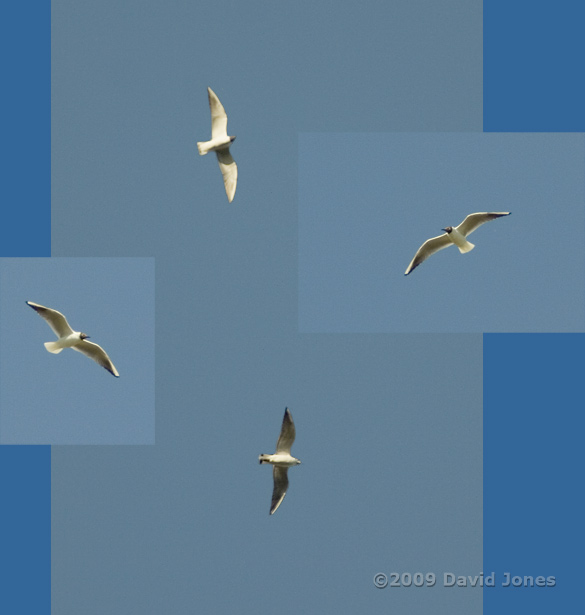 Black headed Gulls high in the evening sunshine