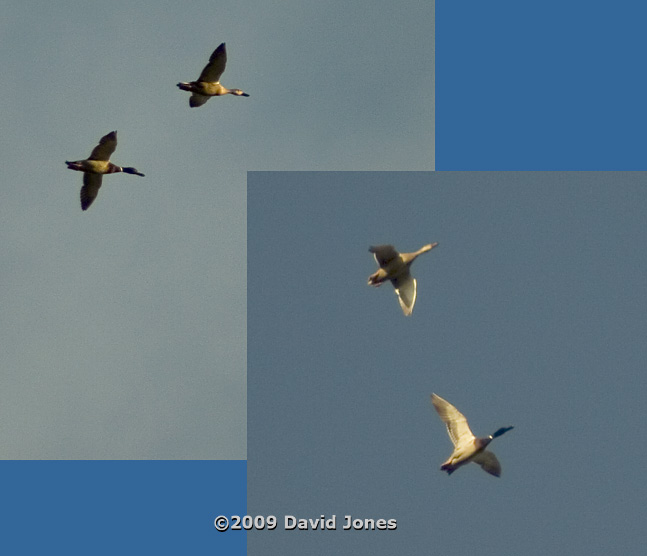 A pair of Mallards high overhead