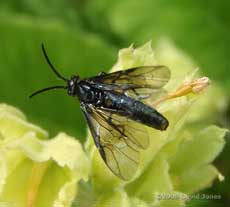 Rhadinocerea micans (a sawfly), showing wing venation