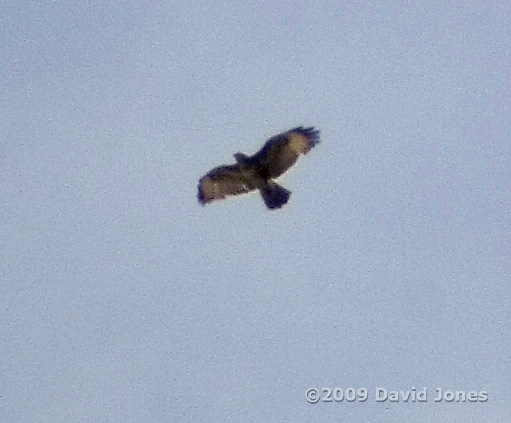 A Buzzard just below the clouds today - cropped image
