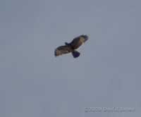 A Buzzard just below the clouds today