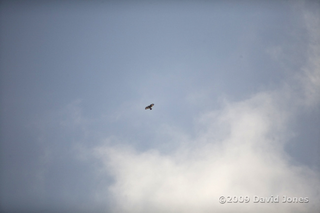 A Buzzard just below the clouds today - full image frame (600mm lens used)