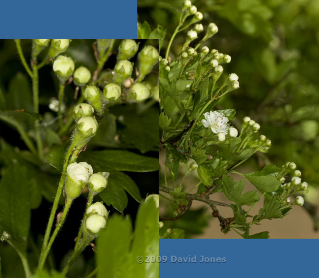 The Hawthorn comes into flower