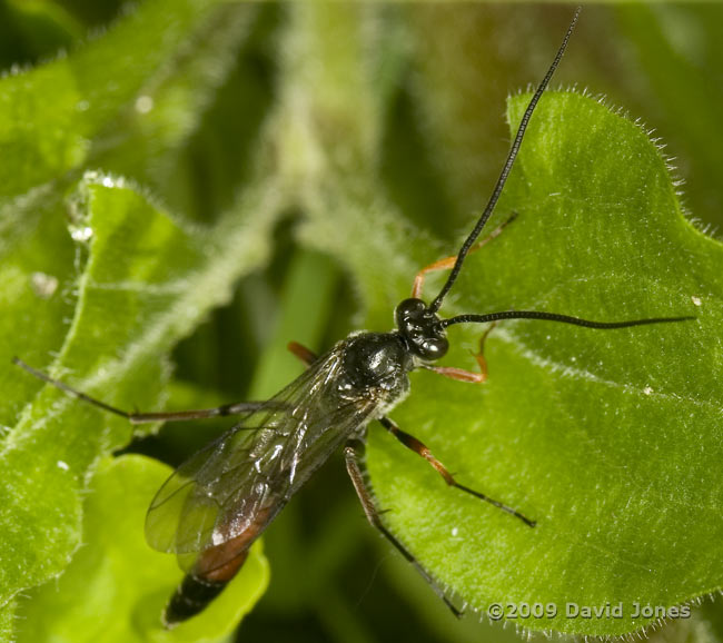 unidentified ichneumon fly on Red Campion leaves - 1