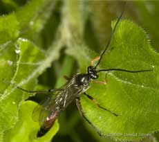 unidentified ichneumon fly on Red Campion leaves