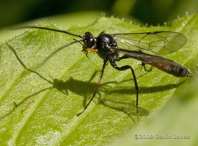 unidentified ichneumon fly on Red Campion leaves - 2