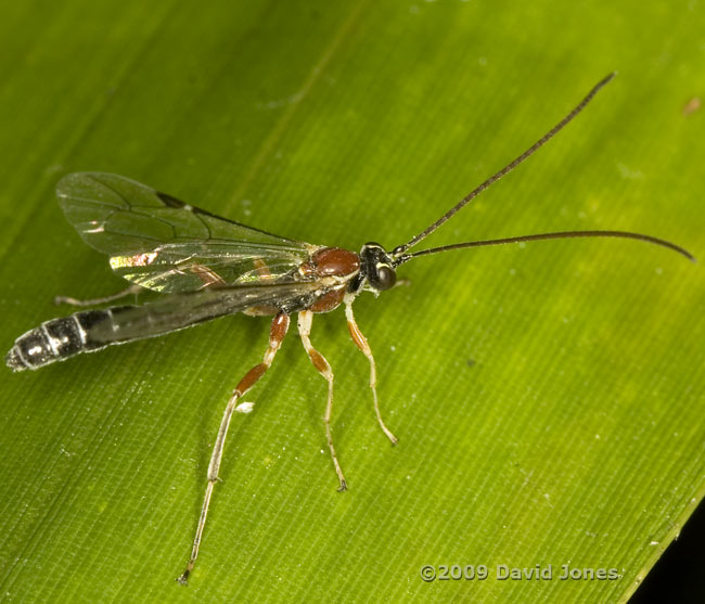 unidentified ichneumon fly on bamboo leaf - 1
