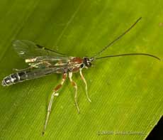 unidentified ichneumon fly on bamboo leaf