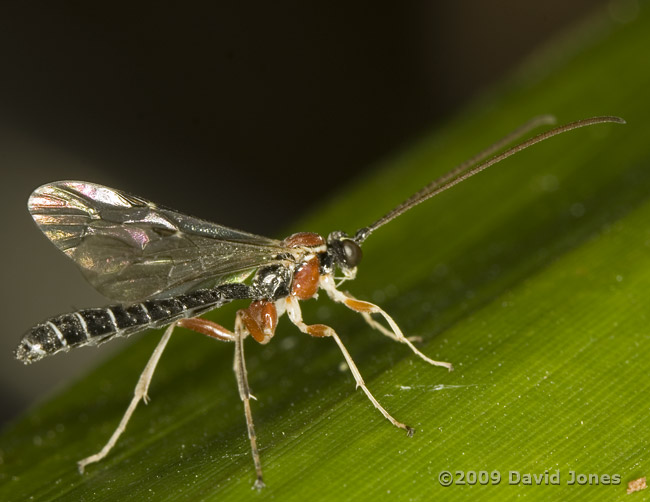 unidentified ichneumon fly on bamboo leaf - 2