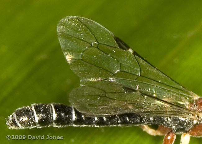 unidentified ichneumon fly on bamboo leaf - close-up to show wing venation