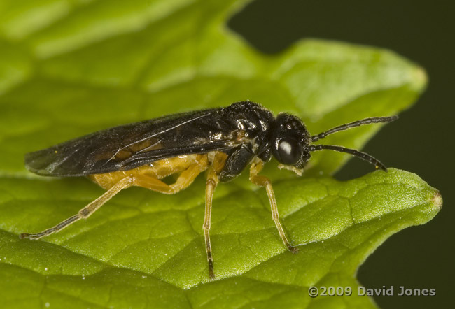 unidentified sawfly on Garlic Mustard leaf - 2