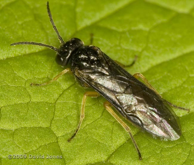 unidentified sawfly on Garlic Mustard leaf - 1