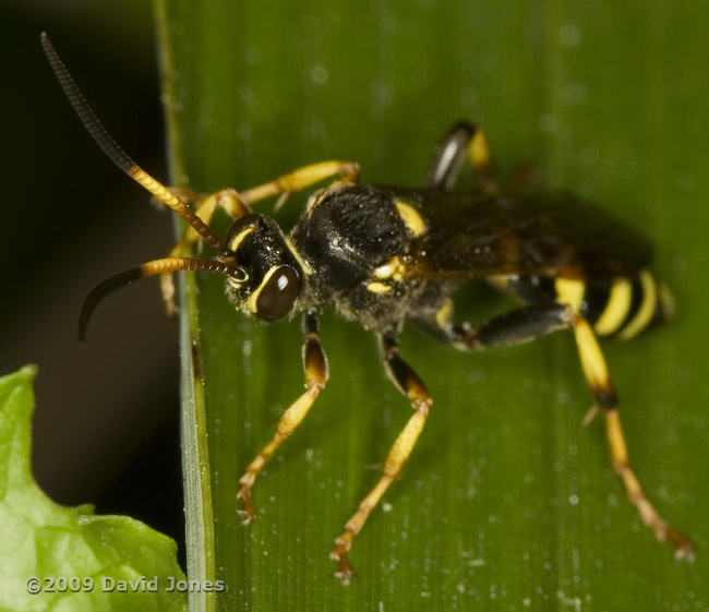 unidentified insect (poss. solitary wasp) - 2