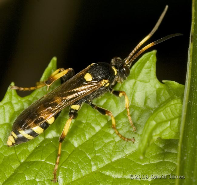 unidentified insect (poss. solitary wasp) - 1