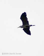 Grey Heron passes high over us today