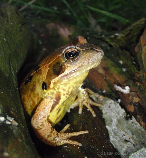 Common Frog on log