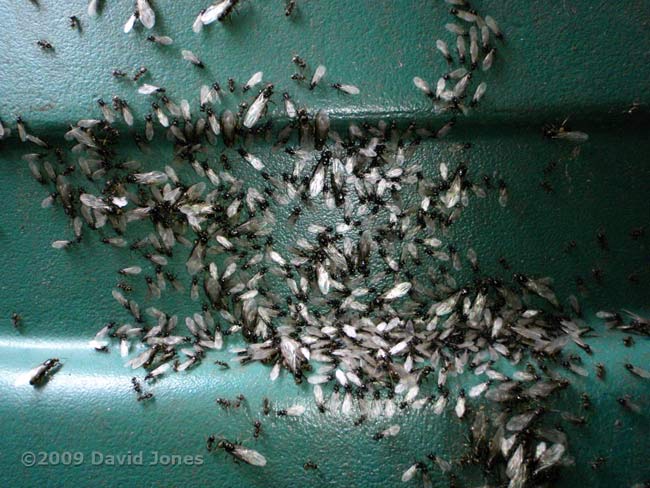 Flying ants swarming on recycling bin - 1