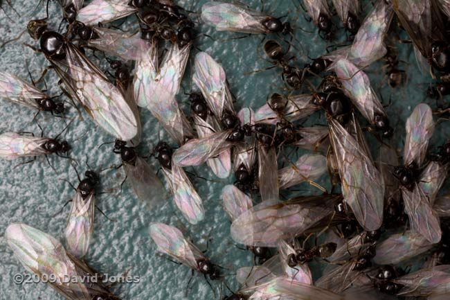 Flying ants swarming on recycling bin - 2