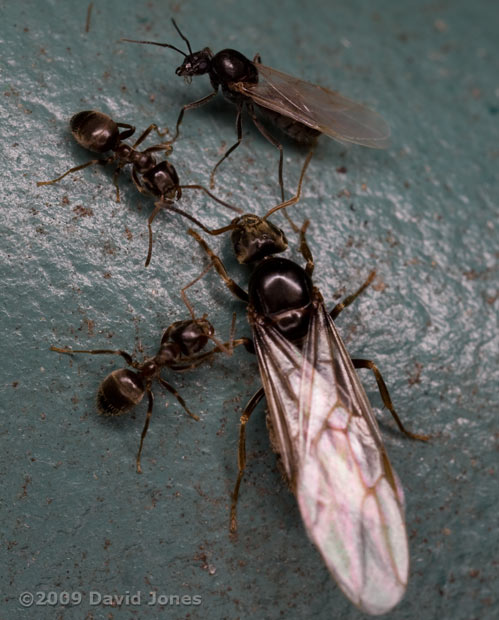 Flying ants swarming on recycling bin - 3