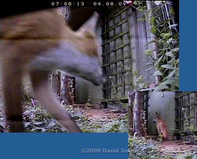 The fox returns to its den soon after 7am - cctv image - 1