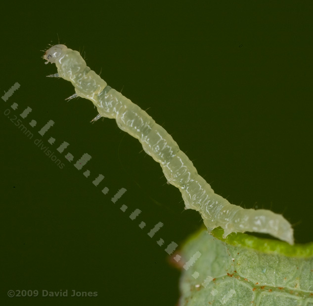 Small caterpillar on Willow