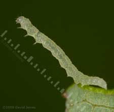 Small caterpillar on Willow