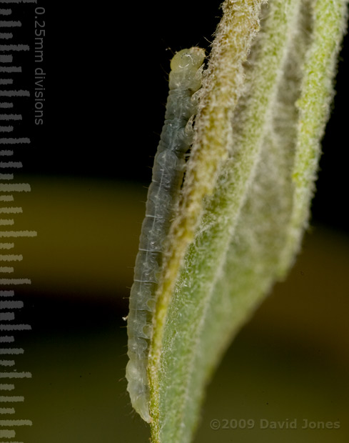 Small caterpillar (on Willow) appears darker after feeding