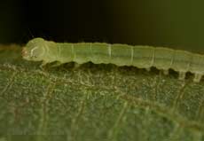 Small caterpillar (on Willow) shows developing markings