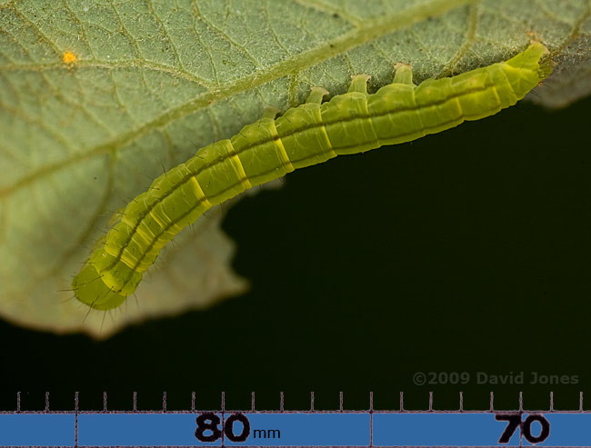 Caterpillar on Willow