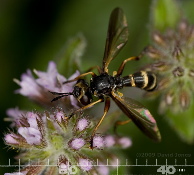 Conopid fly (probably Conops quadrifasciata) on Mint - 1