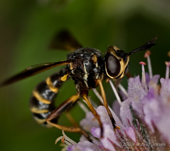 Conopid fly (probably Conops quadrifasciata) on Mint - 2