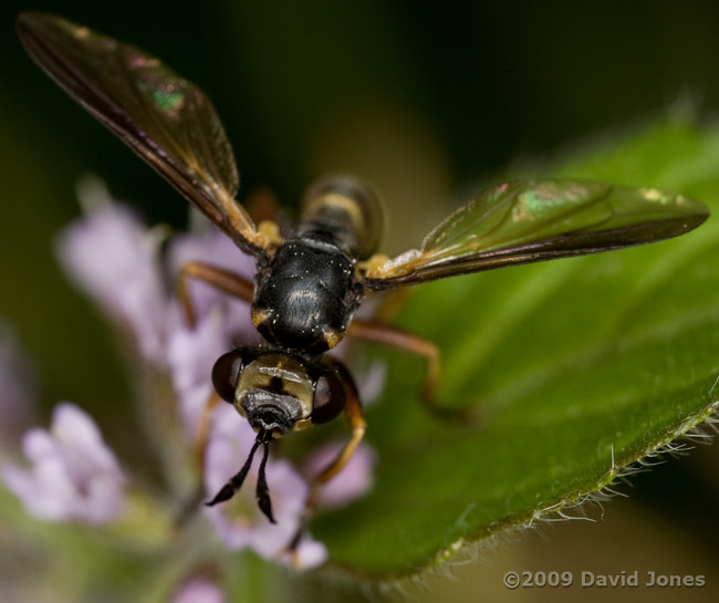 Conopid fly (probably Conops quadrifasciata) on Mint - 3