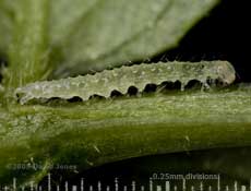 Caterpillar on Elder