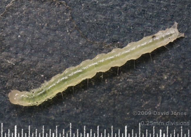 Caterpillar found on Elder leaf