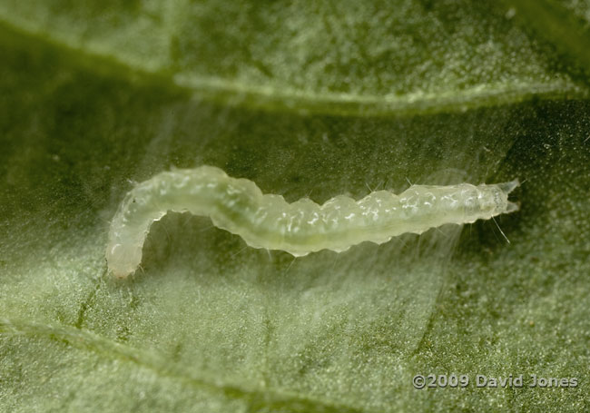 Caterpillar under silk canopy on Elder leaf - 2