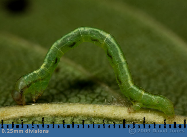 Looper caterpillar on Birch leaf - 2a