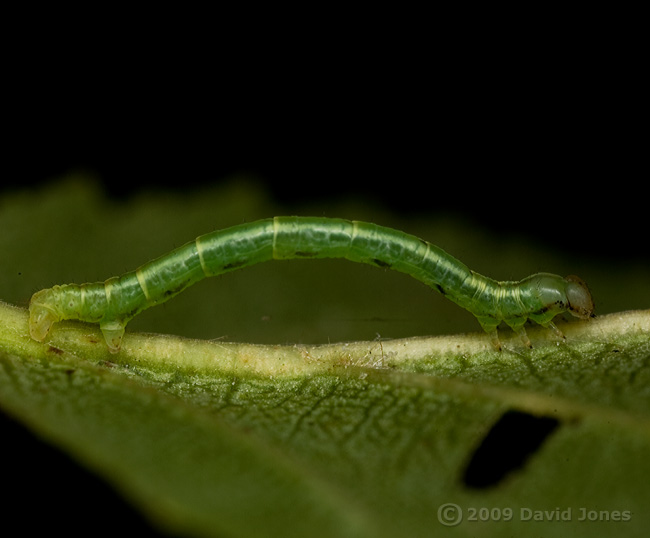 Looper caterpillar on Birch leaf - 2b