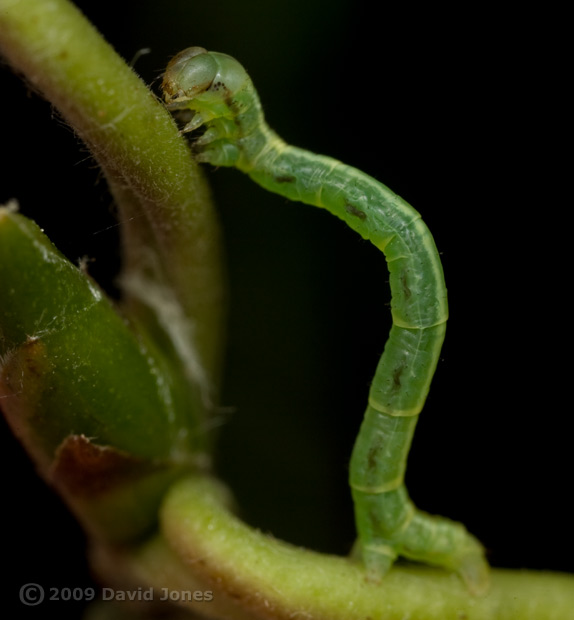 Looper caterpillar on Birch leaf - 2c